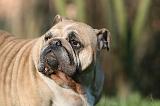 BULLDOG ANGLAIS 130
